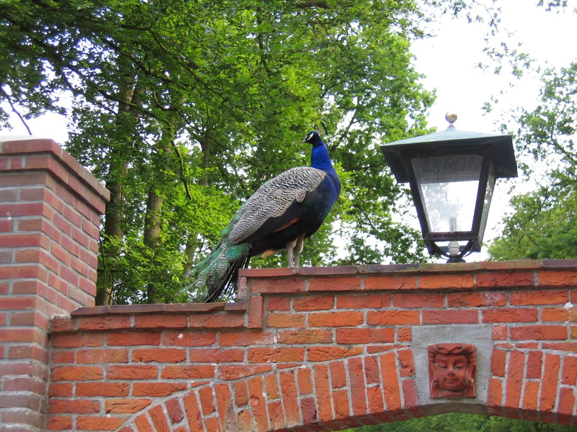 Londons Cottage Hilversum Exterior foto